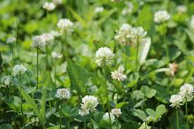 White clover little white flowers in grass. Clover Bloom White Clover Grass Summer Nature Flowers Field Trifolium Repens Flora Pxfuel