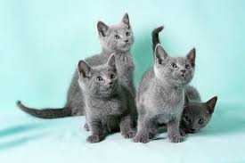 Russian Blue T Russian Blue Russian Blue Cat Russian Blue Kitten