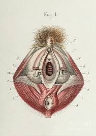 Female anatomy includes the external genitals, or the vulva, and the internal reproductive organs. Internal And External Female Genitals Photograph By Science Photo Library