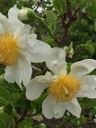 Image result for Oncoba