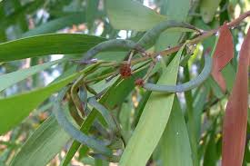 Image result for Acacia melanoxylon