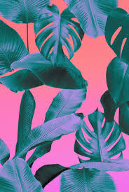Illustrated botanical line art for packaging and branding. Tropical Tumblr Laptop Wallpaper Novocom Top