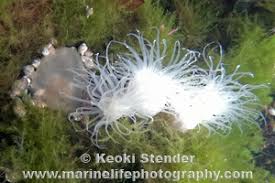 Image result for Aneilema nyasense