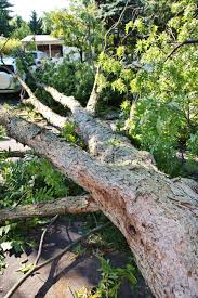 Who is responsible for removing the tree or limbs that have fallen onto my property? Legal Liability For Tree Damage In Maryland Virginia And Dc Longman Van Grack Llc