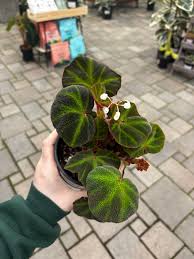Image result for Begonia sonderiana