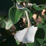 Image result for Androstachys