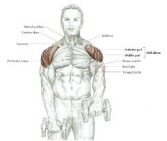 The teres minor, subscapularis, supraspinatus, and infraspinatus muscles together form the rotator cuff, which stabilizes the humeral head (the ball. Front Raise Stephane Andre