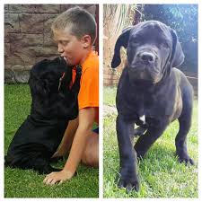 Black Boerboel Puppies For Sale In Bloemfontein Boerboel Puppies For Sale In Johannesburg By Barbara Stolle