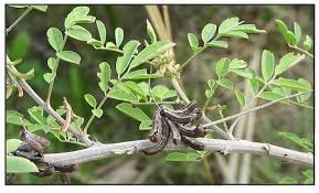 Image result for Indigofera drepanocarpa