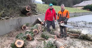 Jezainville. Un noyer de plus de 90 ans s'abat route de Dieulouard