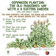 Read on to learn how corn, beans, and squash grow together in perfect harmony. Gmo Free Usa Companion Planting Where One Plant Helps The Other To Work In Harmony With Nature Learn And Plant A 3 Sisters Garden An Old Fashioned But Very Effective Farming