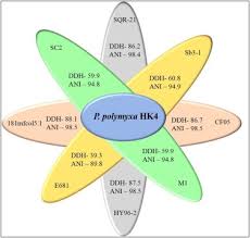 Adı asari bir olan soyadı ve kişi tarafından sevk edilmelidir verilen ad , abdul rashid. Genomics Assisted Functional Characterization Of Paenibacillus Polymyxa Hk4 As A Biocontrol And Plant Growth Promoting Bacterium Sciencedirect