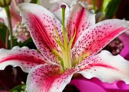 Rose Lilly Flower Close Up View Stock Photo Colourbox Pink Lily Flower Lily Flower Flower Close Up