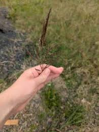 Image result for Bothriochloa bladhii
