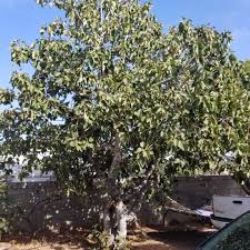 There are more than 850 kinds of ficus, the fig tree. Large Fig Tree Fruit Rotting On Tree And Falling All Over The Ground Gardening Landscaping Stack Exchange