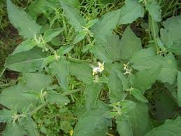Image result for Solanum chenopodioides