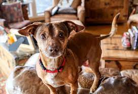 Find dogs for sale in colorado springs on oodle classifieds. Find A Pet Adoption Considerations And Tips Eagle Valley Humane Society