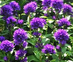 Bellflower Superba Seeds Campanula Glomerata Flower Landscape Campanula Bellflower