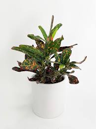 Image result for Codiaeum