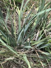 Image result for Dietes flavida