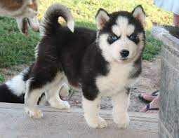 Alaskan Klee Kai Puppy I Need One Of These White Husky Puppy Miniature Husky Husky Puppy