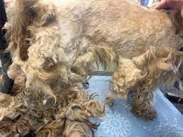 Heartbreak of puppies 'callously dumped' in Fenland - Cambridgeshire News | CambsNews.co.uk