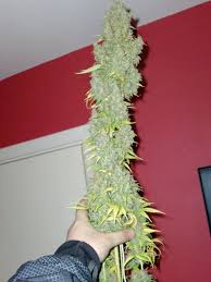 Consult a doctor before using cannabis for medical purposes. Barneys G13 Haze Cup Winning Year 2007 Uktrees