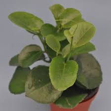 Image result for Cissus rotundifolia