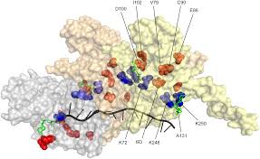 Scp foundation scps 5000 to 5999. Directed Evolution Of Reca Variants With Enhanced Capacity For Conjugational Recombination