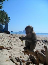 Maybe you would like to learn more about one of these? Monkey Beach Thailand Places To See Trip Planning Oh The Places You Ll Go