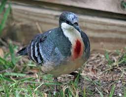 European Turtle Dove Life Expectancy