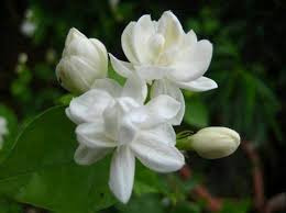 Jasmine Plant Arabian Tea Maid Of Orleans 4 Pot Live Plant Indoor Or Outdoor Jasmine Flower Jasmine Plant Indoor Jasmine Plant