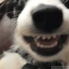 Animals That Will Hit You Right In The Funny Bone 37 Photos Funny Animals Cute Animals Funny Cute