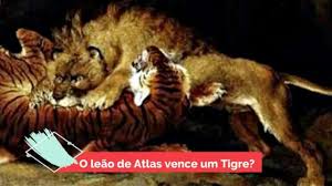 Así era el bestial león del atlas: 3 Motivos Para O Leao De Atlas Vencer O Tigre Youtube