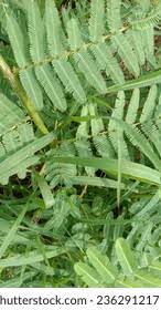 Image result for Aeschynomene glauca