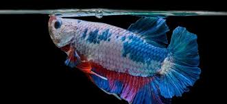 One of the most startling differences between the many betta fish types is down to tail and fin type. Female Betta Fish Appearance Behavior And Care Guide