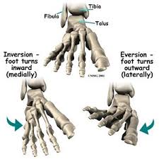 You can use our interactive tools and games to learn about the human skeleton and our busy. Ankle Joint Physiopedia