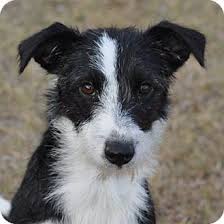 Browse thru thousands of border collie dogs for adoption near dallas, texas, usa area, listed by dog rescue organizations and individuals, to find your match. Buffy Adopted Puppy 530 Garland Tx Border Collie Jack Russell Terrier Mix Border Collie Border Terrier Puppy Puppies