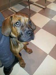 Consult your local veterinarian to make sure you and your family are ready to love and care for the new family member. Family Pet Care Clinic 94 Recommendations Algonquin Il Nextdoor