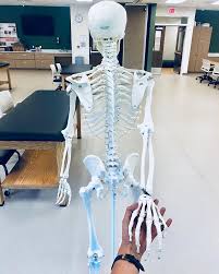 Jill Thaker Spt En Instagram Date Night Kinda Nervous Donotdisturb Physicaltherapy Dpt Spt Skeleto Physical Therapy Grad School Physiotherapy