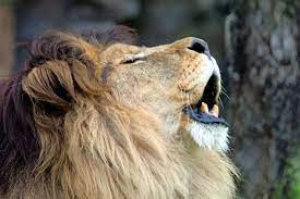 Find Out From An Acoustic Ecologist Which Animal Really Has The Loudest Roar The Results Might Surprise Yo Animals Animal Stories National Wildlife Federation