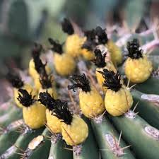 We plan to use the dehydrated fruit in southwestern inspired stews. How To Eat Barrel Cactus Fruit