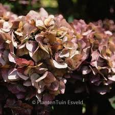 Image result for Hydrangea macrophylla bela obrázek