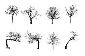 Https Www Onlygfx Com 8 Tree Drawing Png Transparent Tree Drawing Silhouette Drawing Drawings