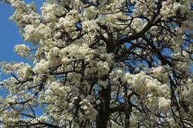 Image result for Dombeya torrida