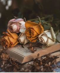 Jackeline Benitez Adli Kullanicinin Flores Bellas Panosundaki Pin 2020 Resim Yaratici Fotografcilik Resimler