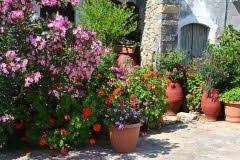 By template search 18.50 add comment edit. Oleander Uberwintern Warum Nicht In Der Wohnung