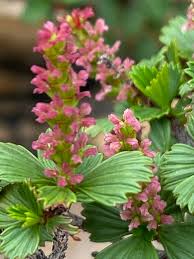 Image result for Myrothamnaceae