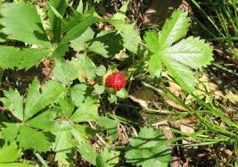 In the spring, the shrub sports tiny pink flowers that attract bees. Wild Strawberry Herbicide Getting Rid Of Wild Strawberry Plants