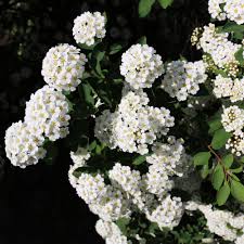 Image result for Pycnosphaera buchananii